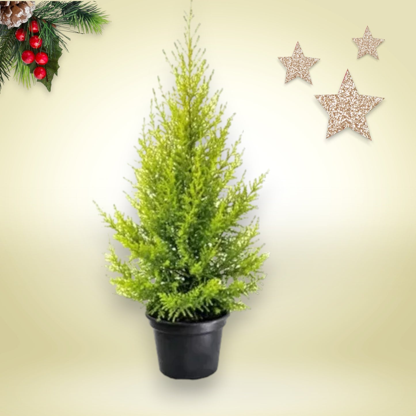 Pinheiro de Natal (Tuia Holandesa Limão)