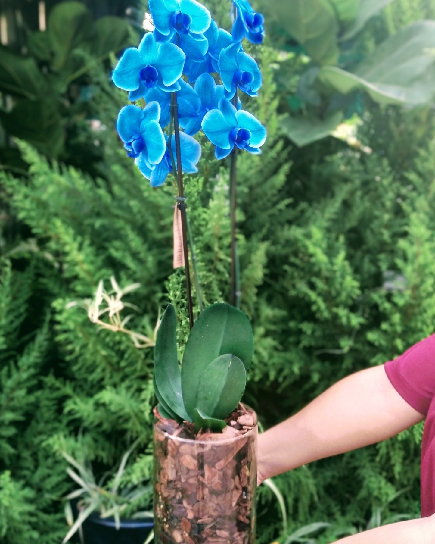 Orquídea azul no vaso de vidro