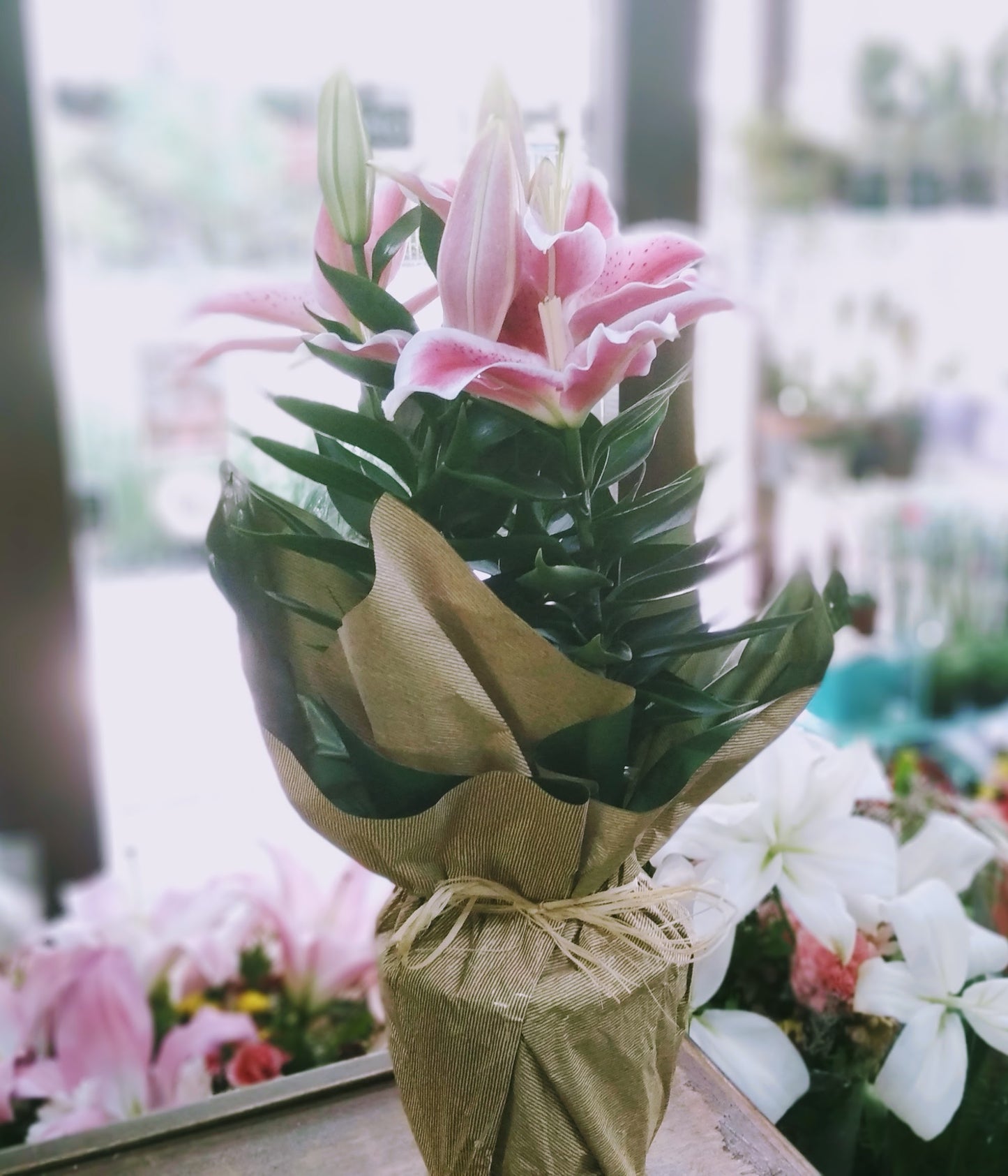 Lírios rosa plantado