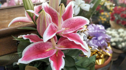 Lírios rosa plantado