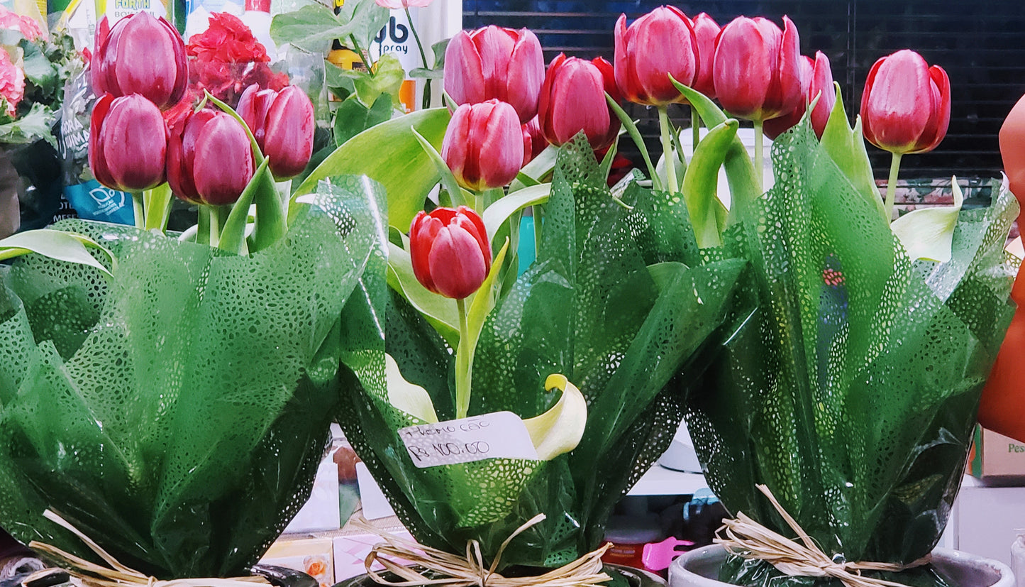 Tulipa vermelha