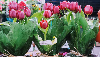 Tulipa vermelha