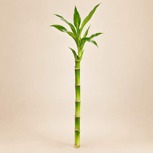 Bambu da sorte
