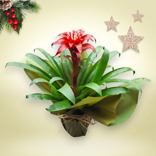 Bromélia Guzmania vermelha