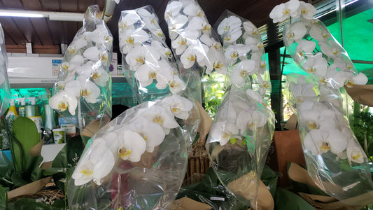 Super orquídea Cascata branca