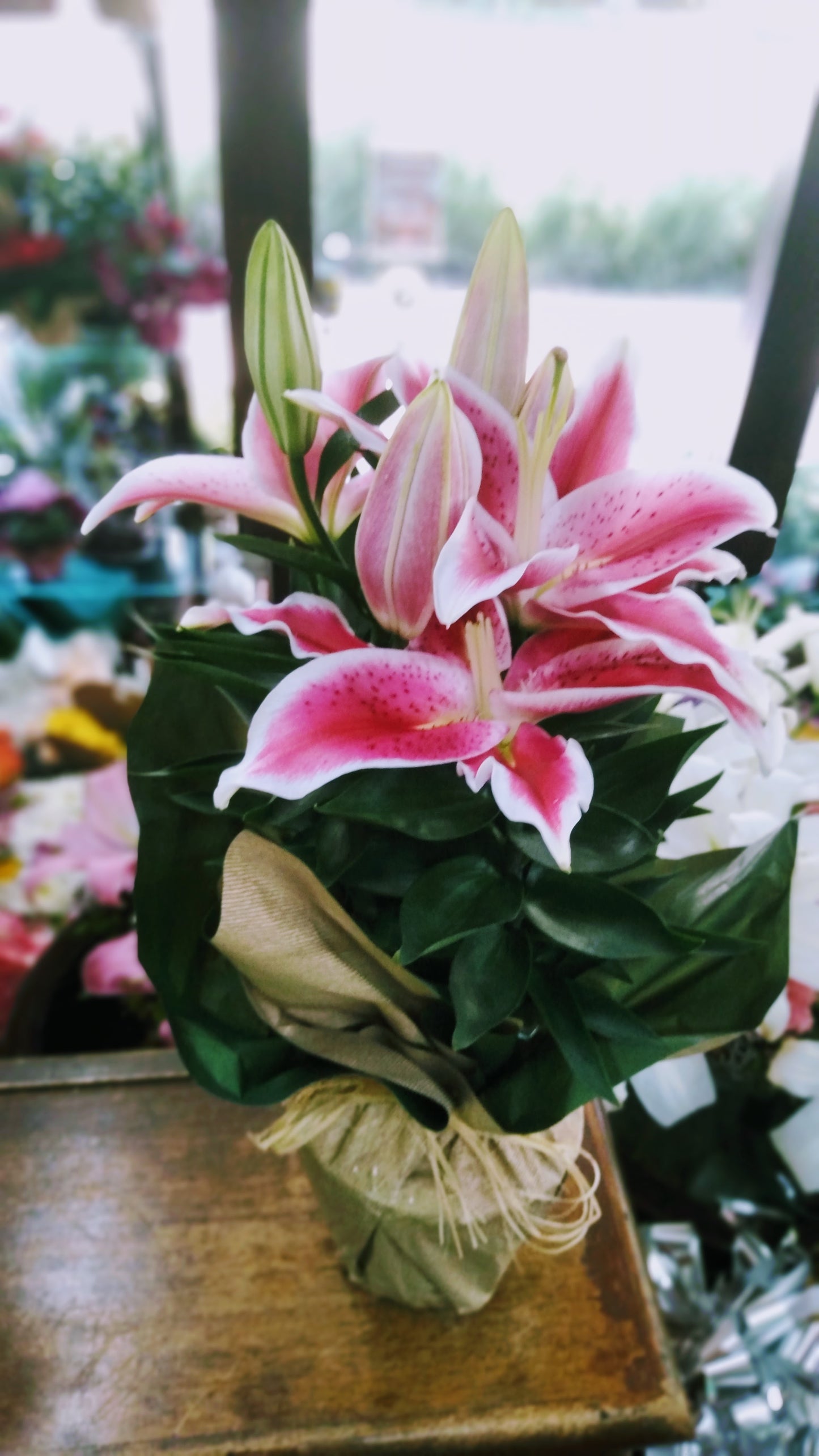 Lírios rosa plantado