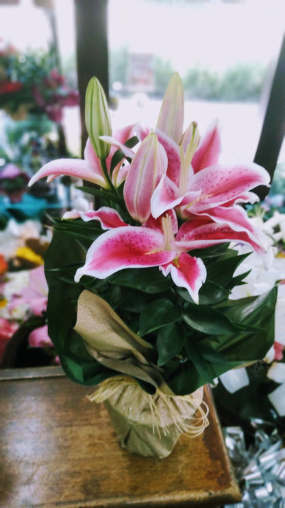 Lírios rosa plantado