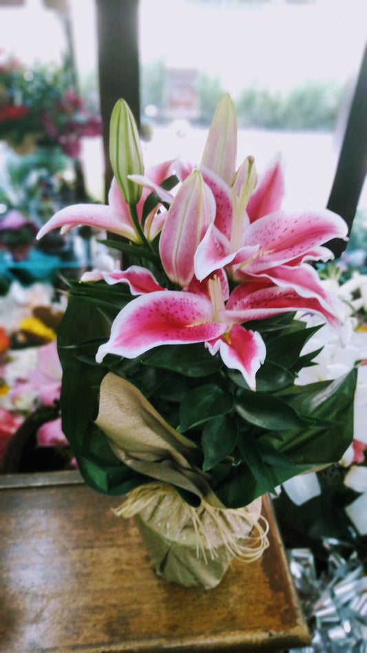 Lírios rosa plantado