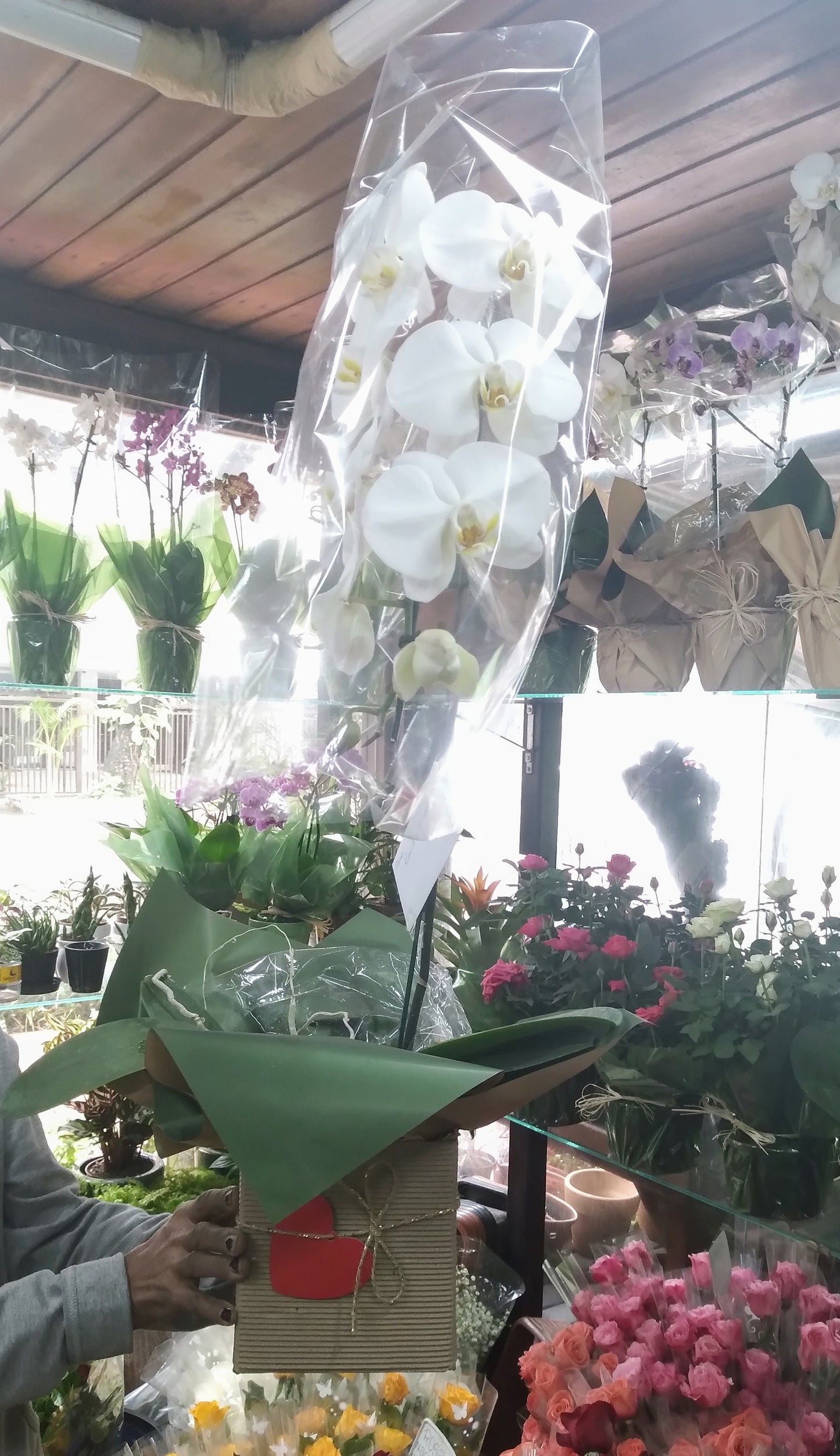 Super orquídea Cascata branca