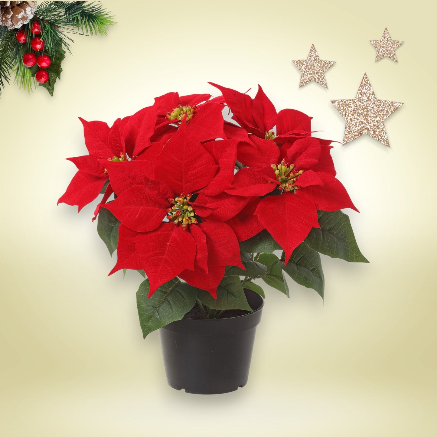 Bico de Papagaio (Poinsettia)