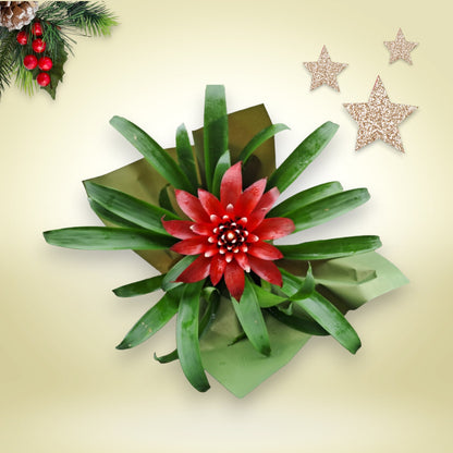 Bromélia Guzmania vermelha